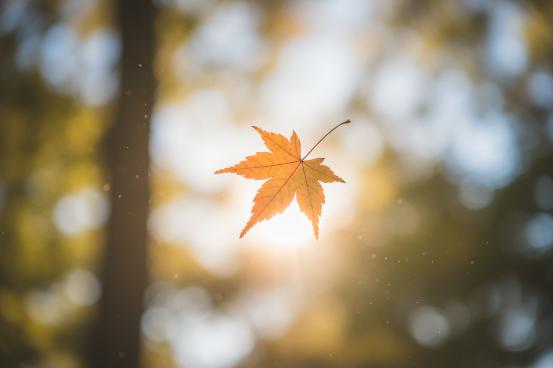 Be a Leaf Turn It Over